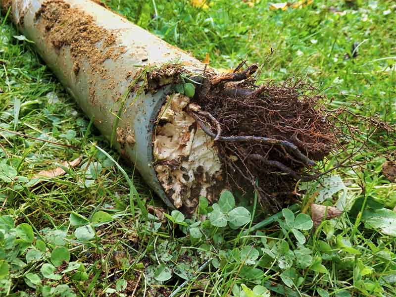Spring Sewer Line Problems in Downriver, MI: Signs, Causes, and Prevention Tips