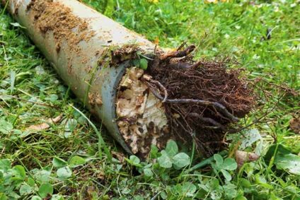Sewer line clogged with tree roots.