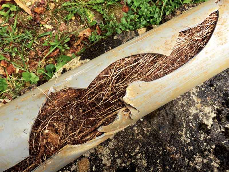 Why Tree Roots Cause Sewer Line Problems Every Spring in the Treasure Valley