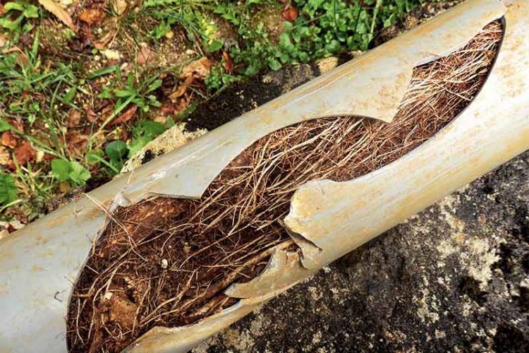 Tree roots throughout cracked sewer line.